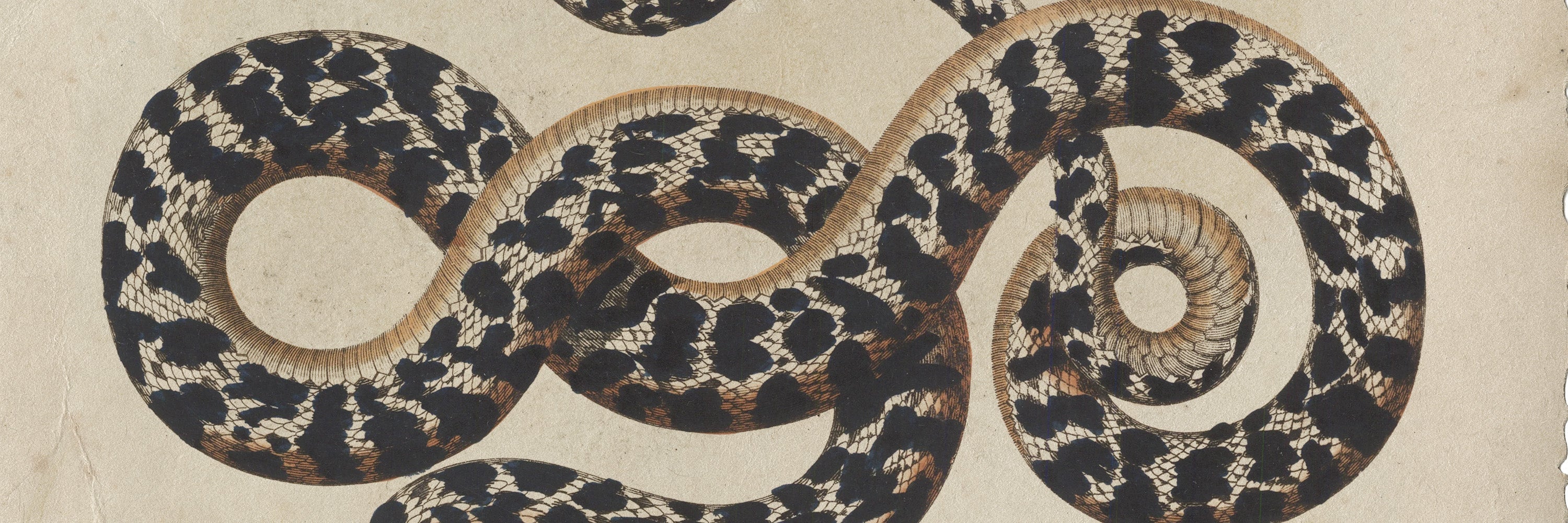 Les Serpentes Collection