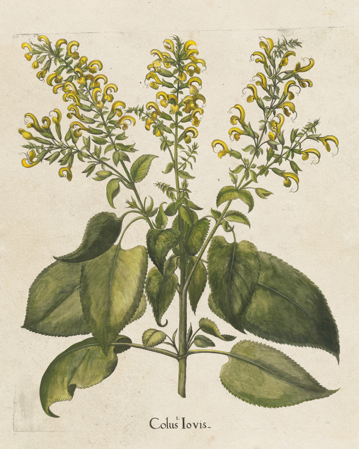 Botanica // Colus Jovis