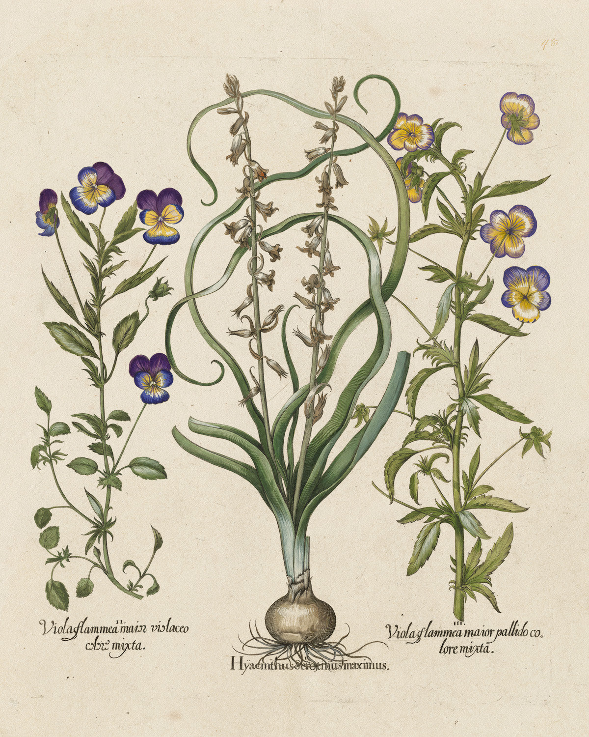 Botanica // Hyacinthus et al.