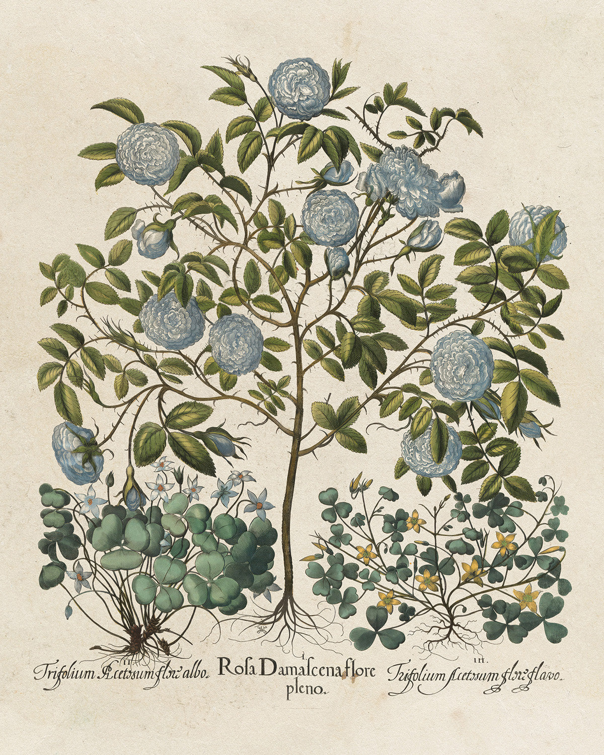 Botanica // Rosa Damascena et al.