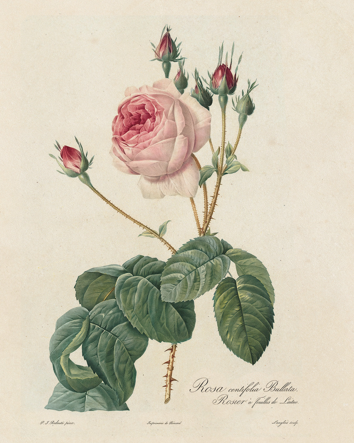 Botanica // Rosa Centifolia Bullata