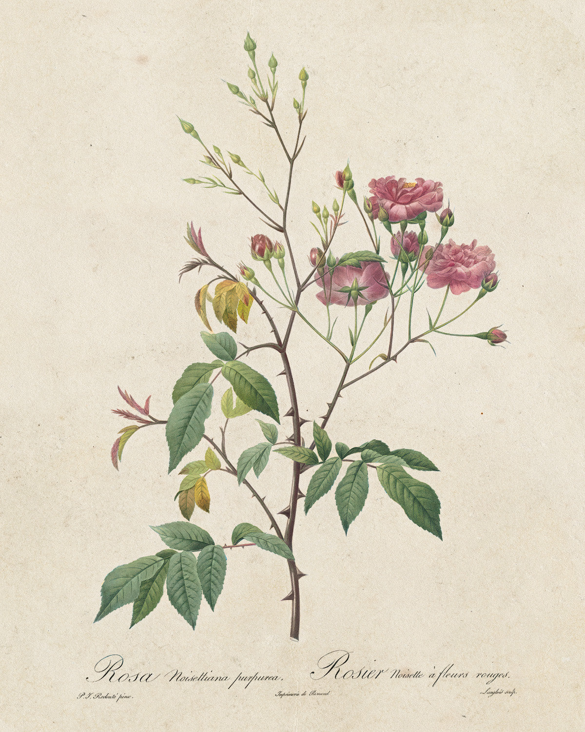 Botanica // Rosa Noisettiana