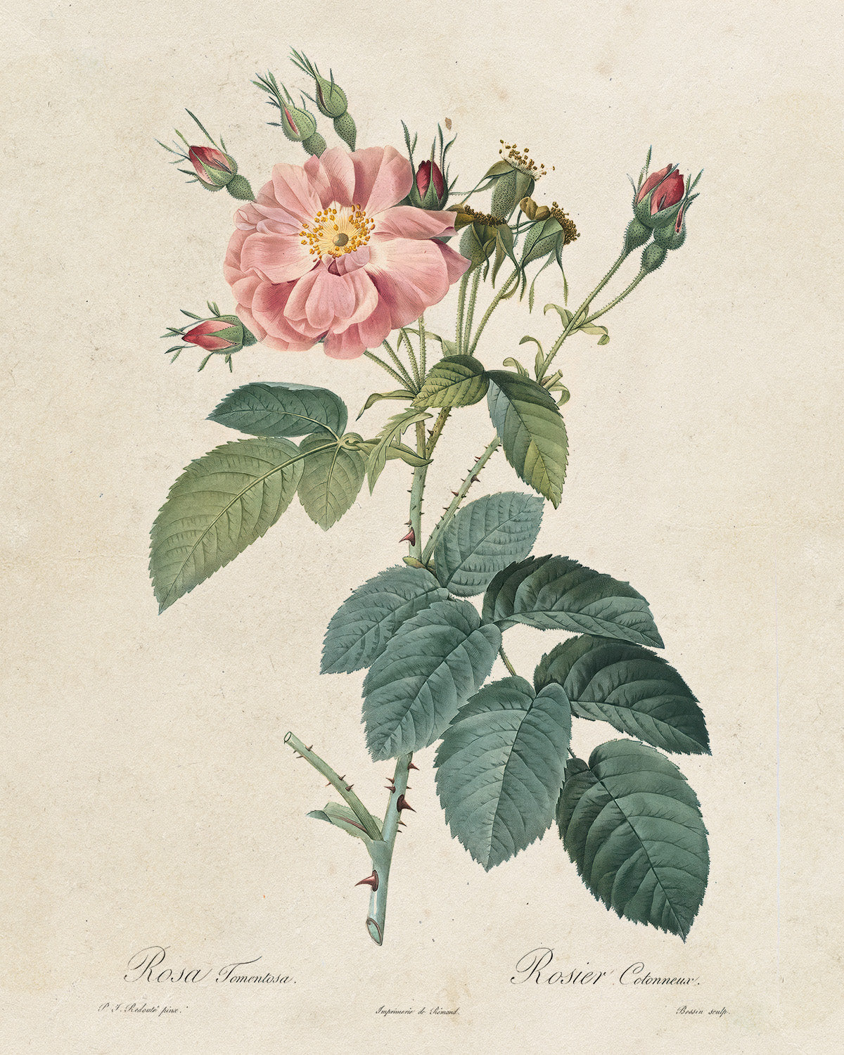 Botanica // Rosa Tomentosa