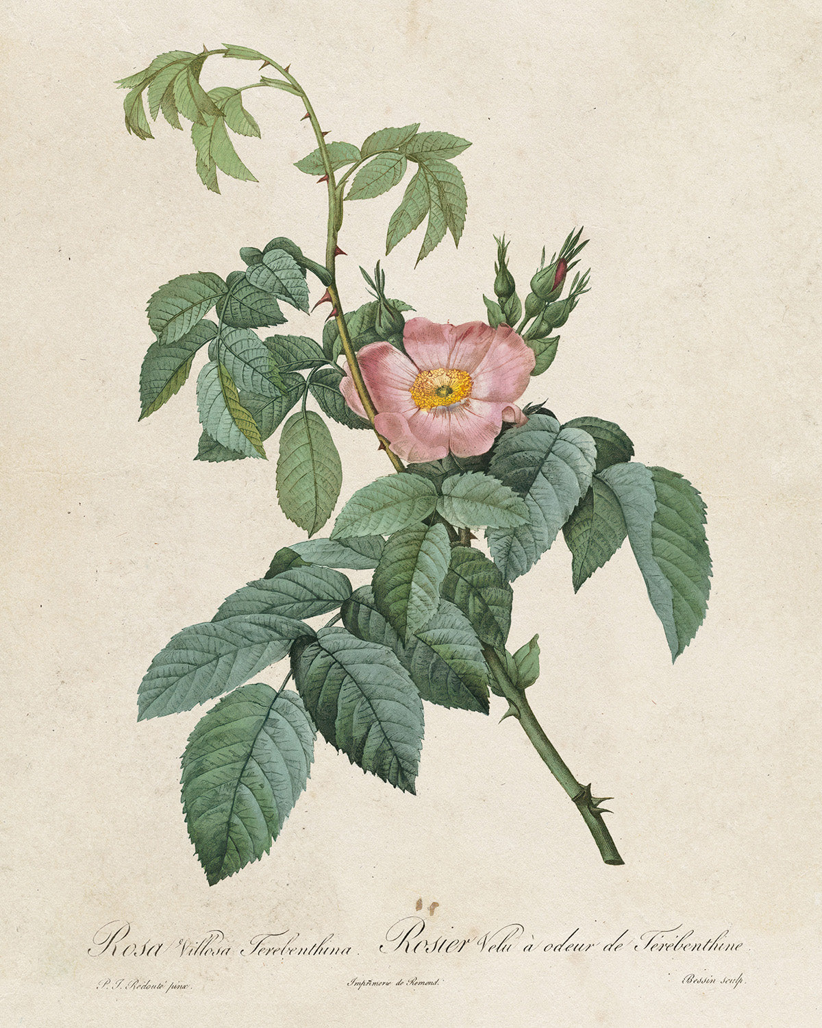 Botanica // Rosa Villosa Terebenthina