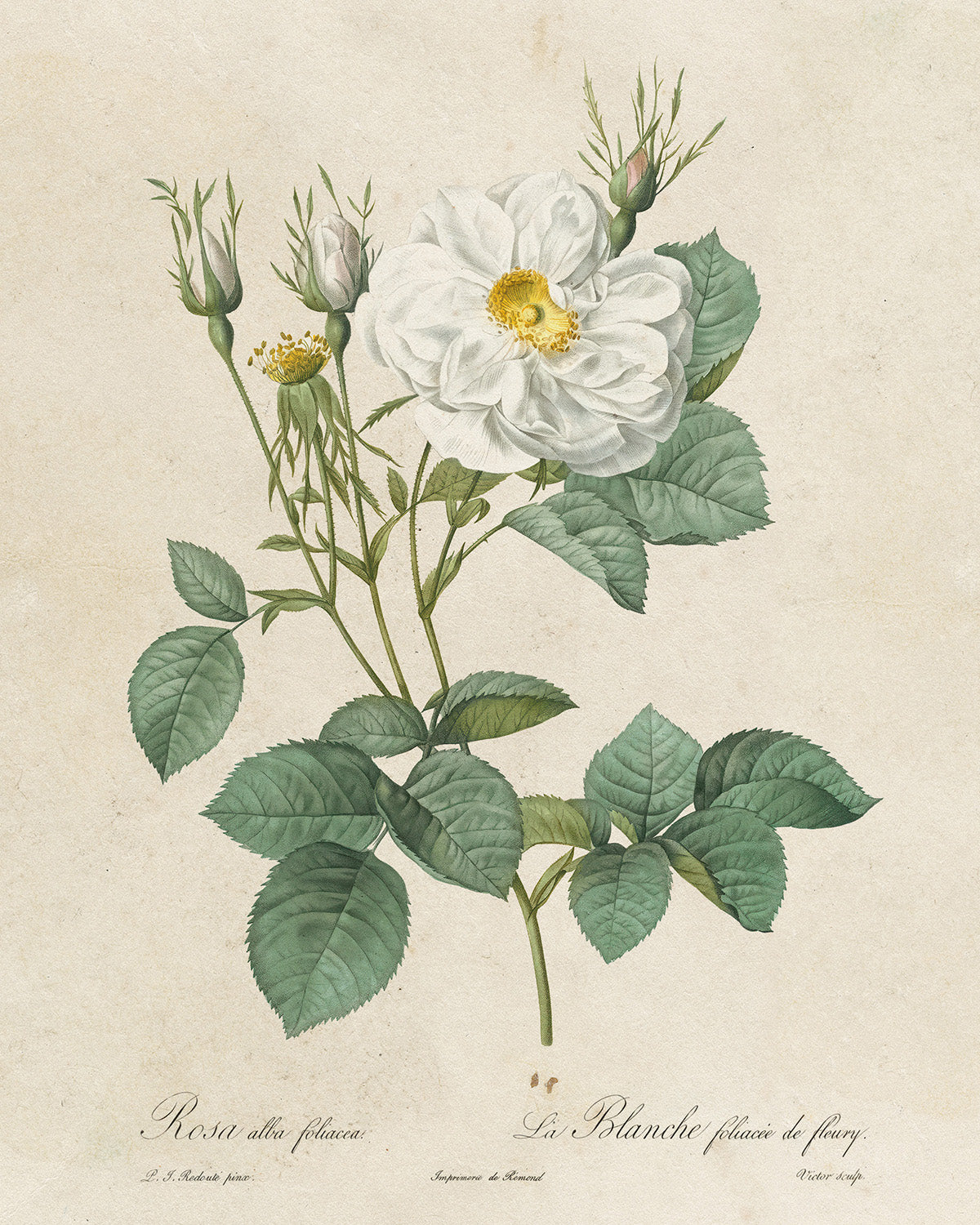 Botanica // Rosa Alba Foliacea
