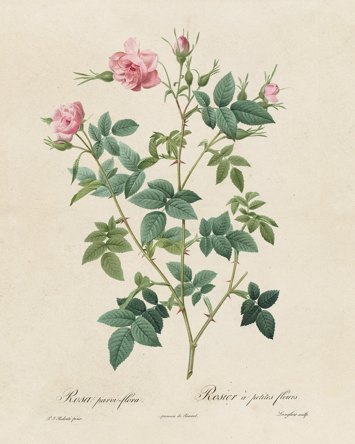 Botanica // Rosier à Petites Fleurs